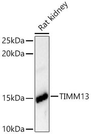 TIMM13 Rabbit pAb