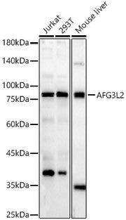 AFG3L2 Rabbit pAb