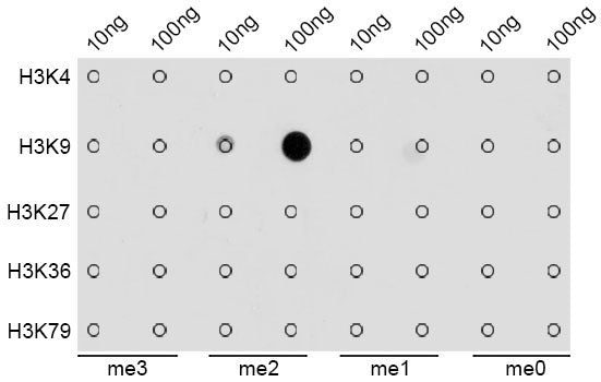 DiMethyl-Histone H3-K9 Rabbit pAb