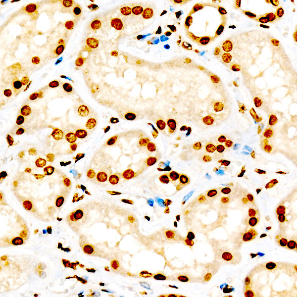 DiMethyl-Histone H3-K9 Rabbit pAb