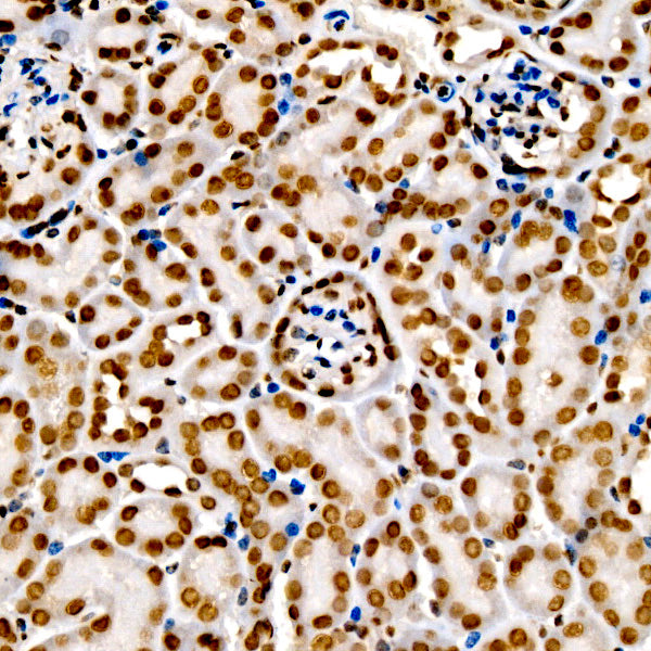 DiMethyl-Histone H3-K9 Rabbit pAb