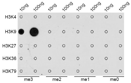 TriMethyl-Histone H3-K9 Rabbit pAb