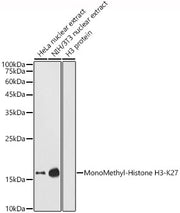 MonoMethyl-Histone H3-K27 Rabbit pAb