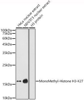 MonoMethyl-Histone H3-K27 Rabbit pAb