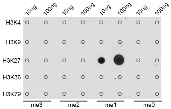 MonoMethyl-Histone H3-K27 Rabbit pAb