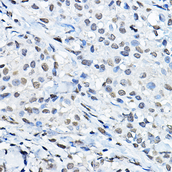 MonoMethyl-Histone H3-K27 Rabbit pAb