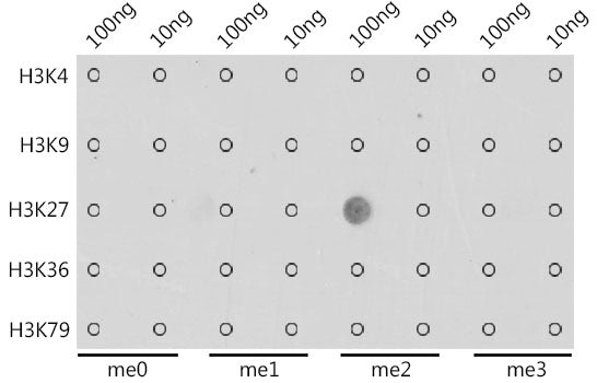 DiMethyl-Histone H3-K27 Rabbit pAb