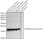 TriMethyl-Histone H3-K27 Rabbit pAb