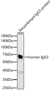 Human IgG3 Rabbit pAb