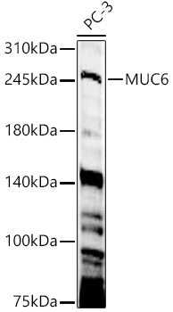 MUC6 Rabbit pAb