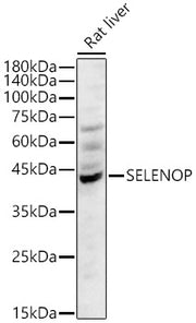 SELENOP Rabbit pAb
