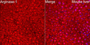 Arginase-1 Rabbit pAb