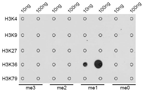 MonoMethyl-Histone H3-K36 Rabbit pAb