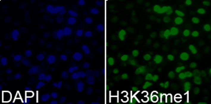 MonoMethyl-Histone H3-K36 Rabbit pAb