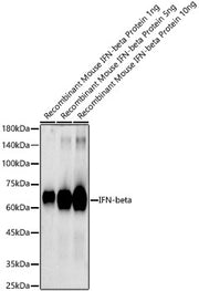 IFN-beta Rabbit pAb