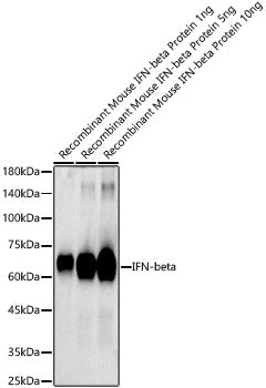 IFN-beta Rabbit pAb