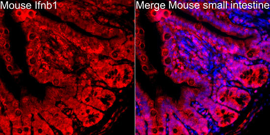 IFN-beta Rabbit pAb