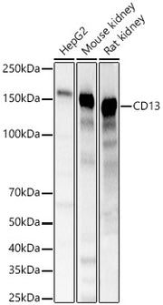 CD13 Rabbit pAb