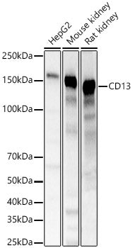 CD13 Rabbit pAb