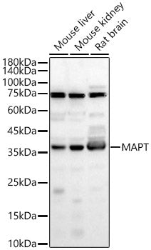 MAPT Rabbit pAb