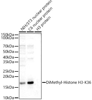 DiMethyl-Histone H3-K36 Rabbit pAb