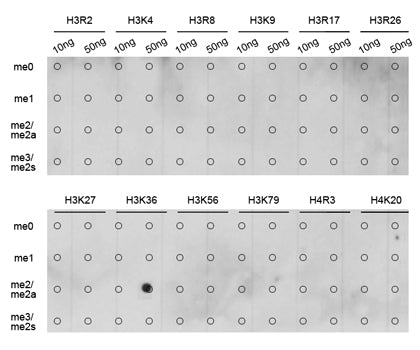 DiMethyl-Histone H3-K36 Rabbit pAb