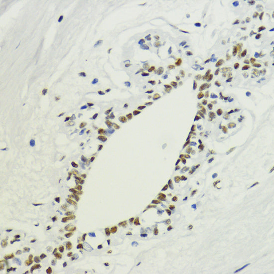 DiMethyl-Histone H3-K36 Rabbit pAb