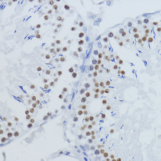 DiMethyl-Histone H3-K36 Rabbit pAb