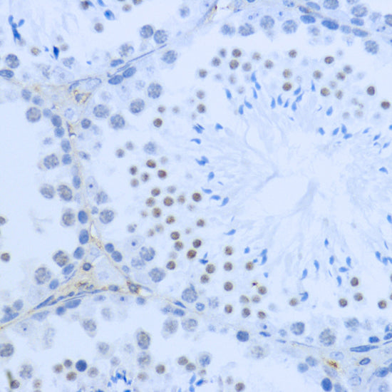 DiMethyl-Histone H3-K36 Rabbit pAb