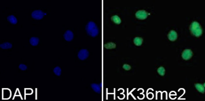 DiMethyl-Histone H3-K36 Rabbit pAb