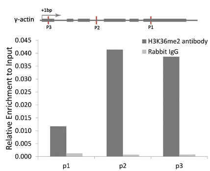 DiMethyl-Histone H3-K36 Rabbit pAb