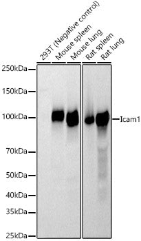 Icam1 Rabbit pAb