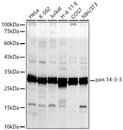 pan 14-3-3 Rabbit pAb