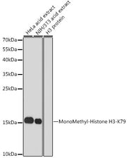 MonoMethyl-Histone H3-K79 Rabbit pAb