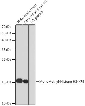 MonoMethyl-Histone H3-K79 Rabbit pAb