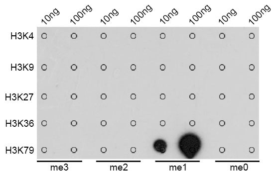 MonoMethyl-Histone H3-K79 Rabbit pAb