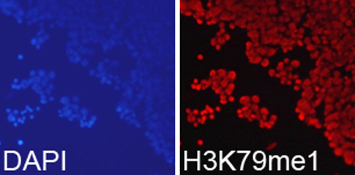 MonoMethyl-Histone H3-K79 Rabbit pAb