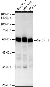 Sestrin 2 Rabbit mAb