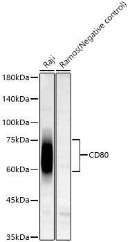 CD80 Rabbit mAb