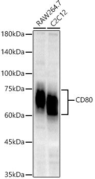 CD80 Rabbit mAb