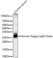 Human Kappa Light Chain Rabbit mAb