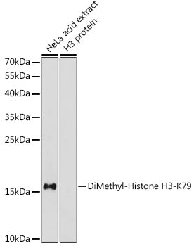 DiMethyl-Histone H3-K79 Rabbit pAb