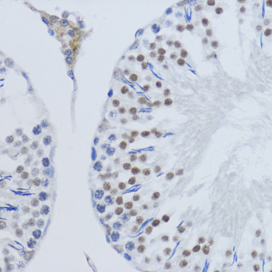 DiMethyl-Histone H3-K79 Rabbit pAb