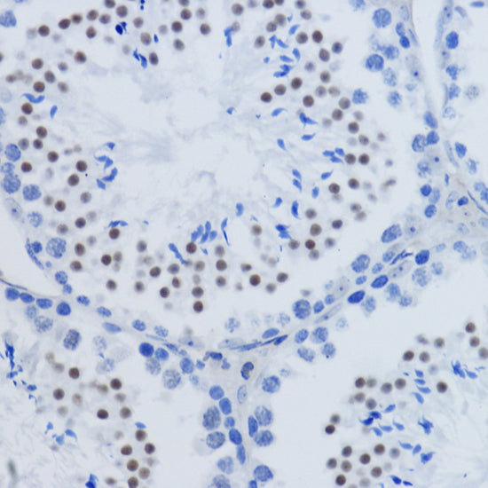 DiMethyl-Histone H3-K79 Rabbit pAb