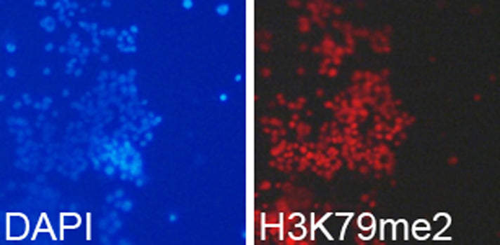 DiMethyl-Histone H3-K79 Rabbit pAb