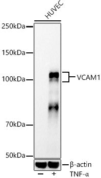 VCAM1 Rabbit mAb