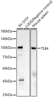 TLE4 Rabbit mAb