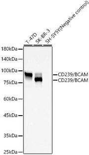 CD239/BCAM Rabbit mAb