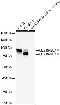 CD239/BCAM Rabbit mAb