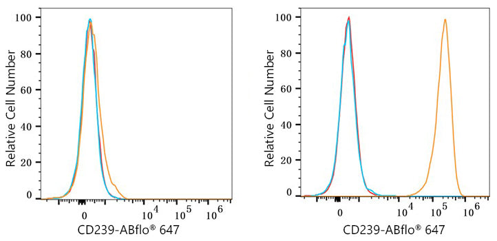 CD239/BCAM Rabbit mAb